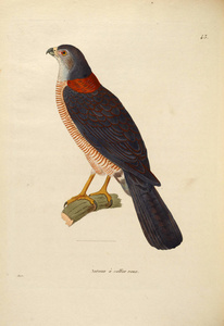 oiseaux 1850