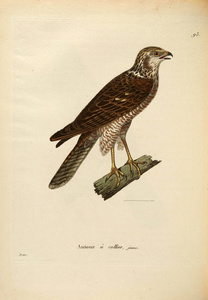 oiseaux 1850