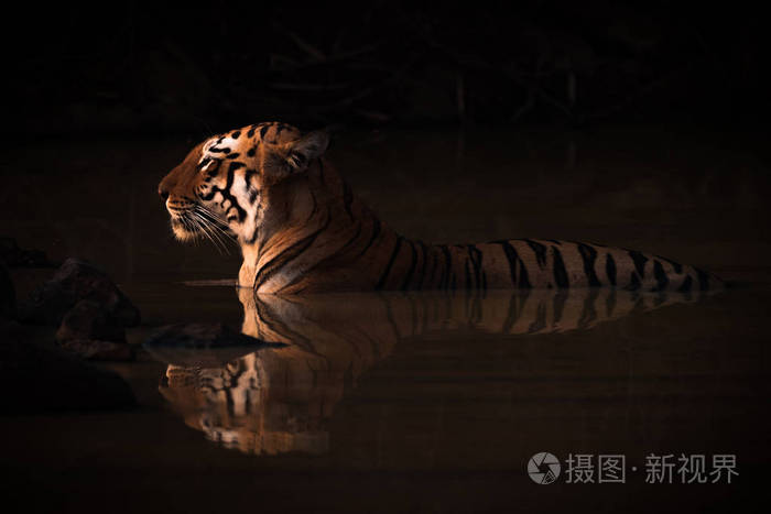 孟加拉虎躺在阴暗的水洞