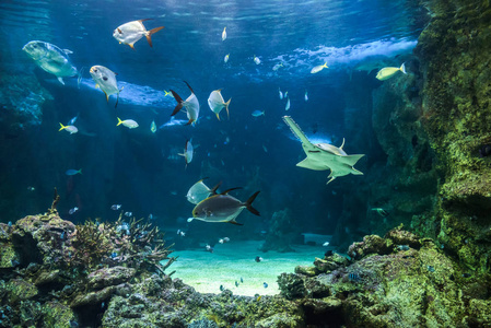 大锯鳐和其他鱼儿在大型水族箱图片