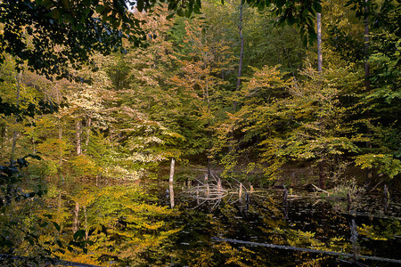 岸边有黄色秋树的森林湖