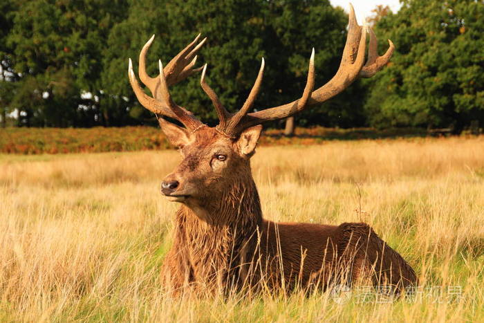 大型雄鹿鹿角坐在野生动物自然环境中的长草中