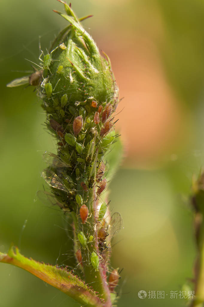 在露天的绿叶上的小蚜虫照片-正版商用图片10j678-摄图新视界