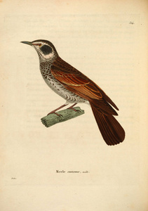 oiseaux 1850