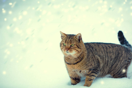 在风雪中行走的猫图片