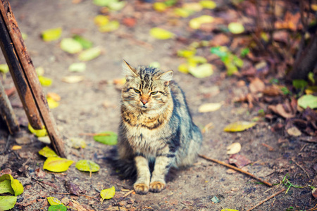 猫秋摄影图-猫秋图片大全-猫秋照片-摄图新视界