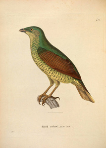 oiseaux 1850