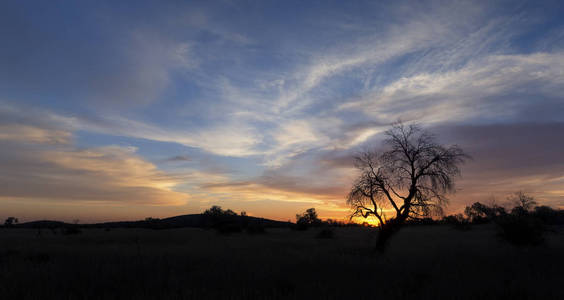 日落时的一棵死剪影树的风景相片与蓝色 sk
