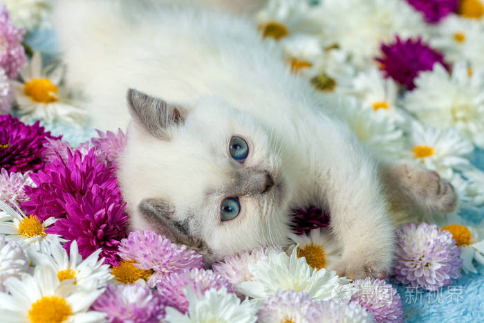 可爱的小彩色点小猫躺在洋甘菊花上