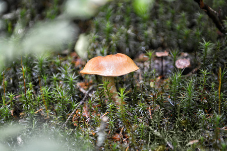 蘑菇在森林里, 关闭
