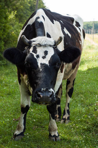 附近牧场上的大斑点黑白牛。