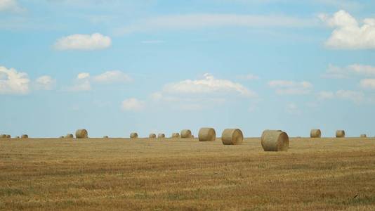 黄色麦田里的干草。田野和蓝色晴朗的天空