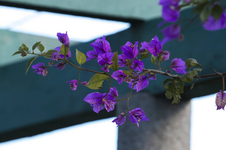 紫葛植物分会