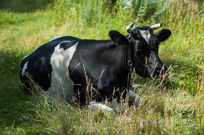 附近牧场上的大斑点黑白牛.