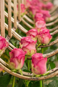 在厄瓜多尔的一个花卉工厂内悬挂着一排挂着粉红色玫瑰的金属结构