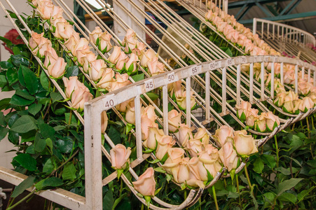 在厄瓜多尔一家花卉工厂内悬挂着粉红色的花朵