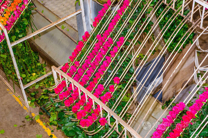 上面的粉红色和橙色玫瑰挂在位于厄瓜多尔的一家花厂内的金属结构上