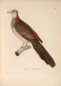 oiseaux 1850