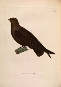 oiseaux 1850