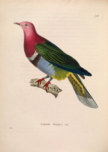 oiseaux 1850