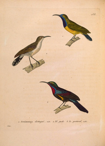 oiseaux 1850