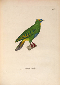 oiseaux 1850