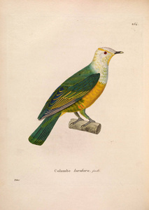 oiseaux 1850