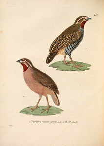 oiseaux 1850