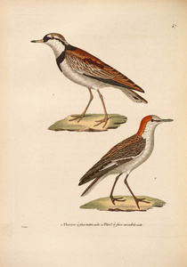 oiseaux 1850