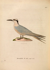 oiseaux 1850