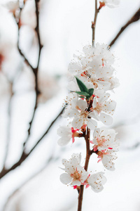 春天的白果花枝