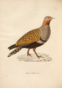 oiseaux 1850