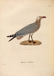 oiseaux 1850