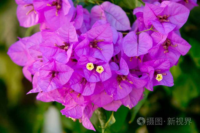 紫色花的地中海叶子灌木照片 正版商用图片10jmf6 摄图新视界