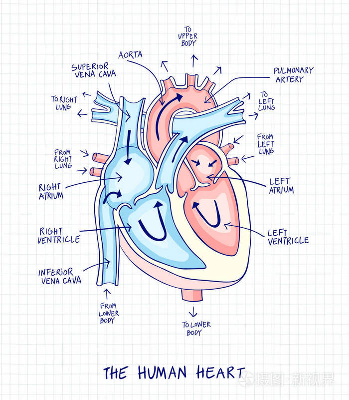 心脏的结构简图手绘图图片
