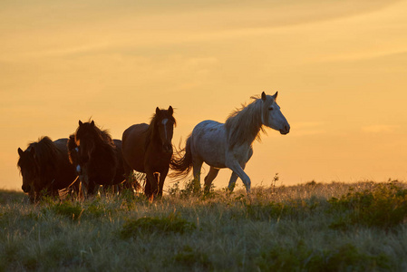 日落时，马在牧场上放牧。 马Equus FerusCaballus是马的两个现存亚种之一。 它是一种奇怪的有蹄类哺乳动物，属