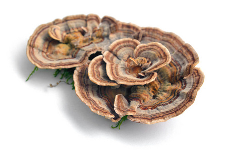 栓绒革盖菌蘑菇