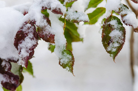 白色蓬松的雪覆盖植物在新鲜的空气中的冬天