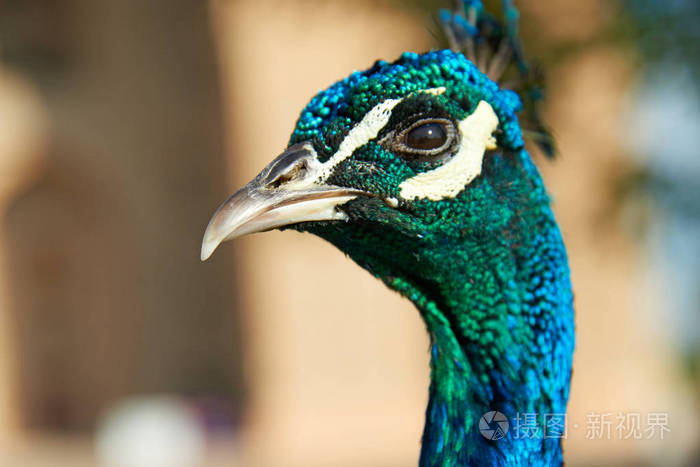 s Head.The peafowl include three species of birds in the genera 