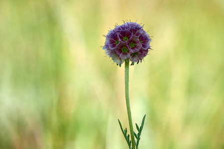 种子茎长茎上的花.花是开花植物种子繁殖器官的复杂系统.照片