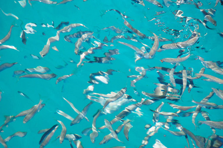 宫颈纳氏囊肿海里的小鱼.