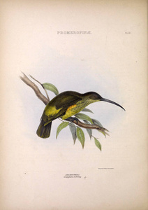 好声。鸟类的属。伦敦1849