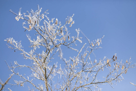 冬天的童话，冰树，冬天的早晨