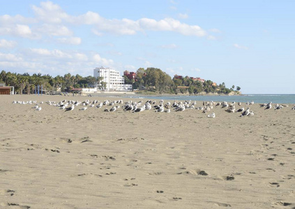 沙滩上的海鸥