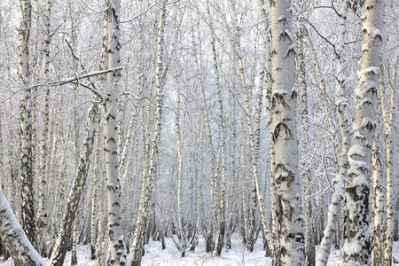 白桦林与积雪覆盖的分支