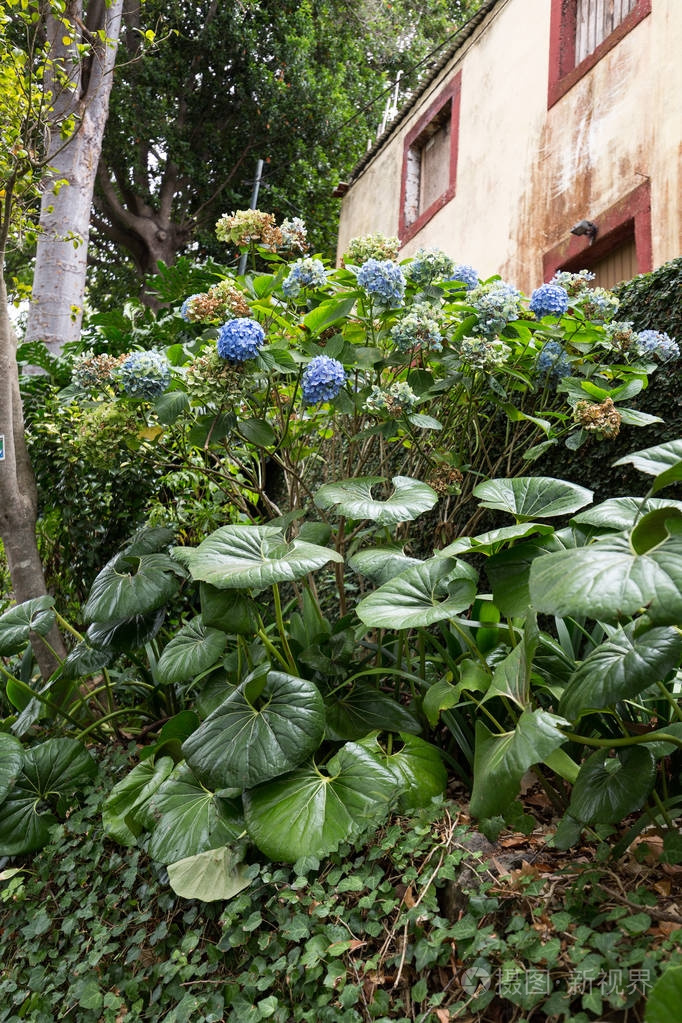 蒙特宫热带花园在富查尔在马德拉岛。 葡萄牙