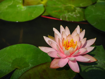 美丽的莲花漂浮在水面上