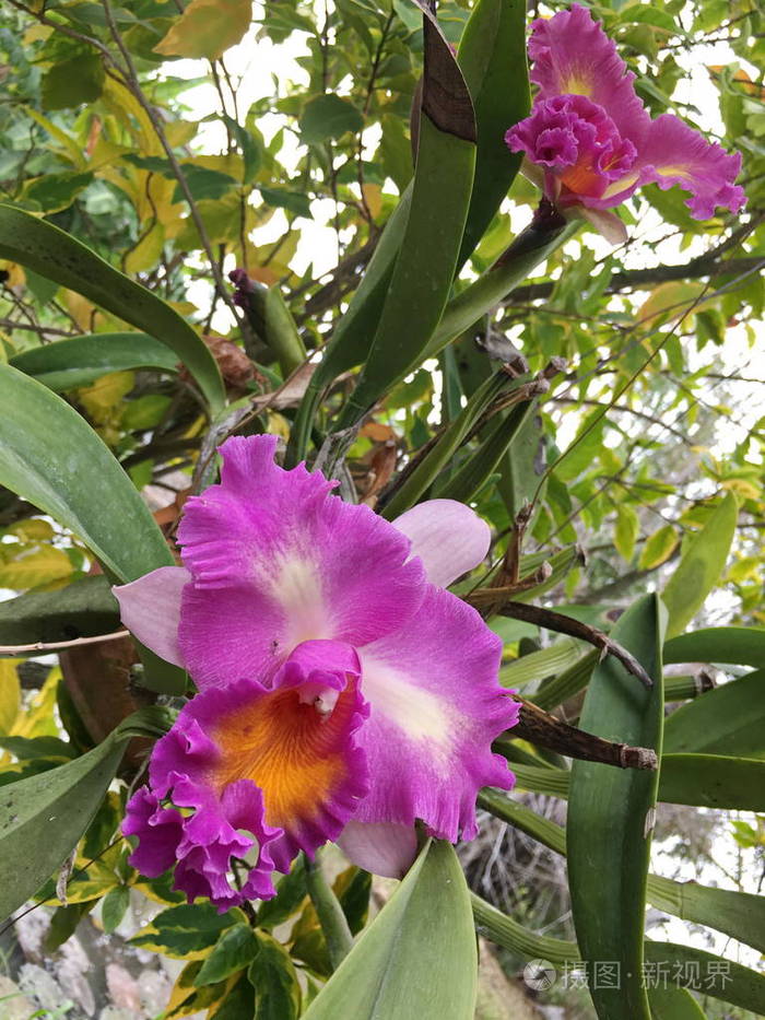 树上美丽的兰花兰花照片