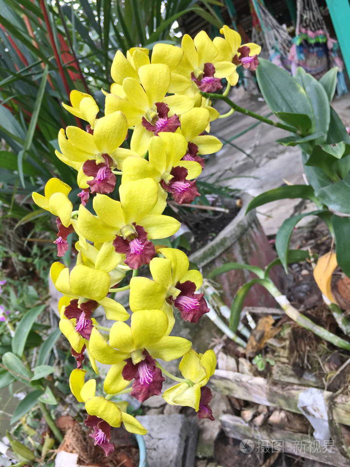 树上美丽的兰花兰花照片