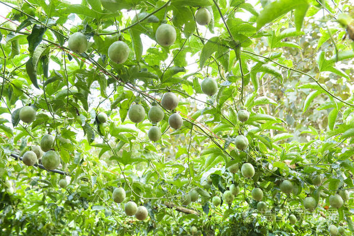 许多生的和新鲜的西番莲在花园西番莲农场